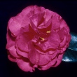 Jean B. Saxby
